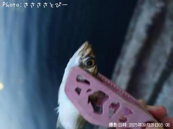 ¥¢¥¸¡õ¥µ¥Ð