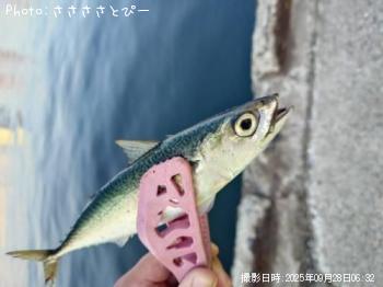 ¥¢¥¸¡õ¥µ¥Ð