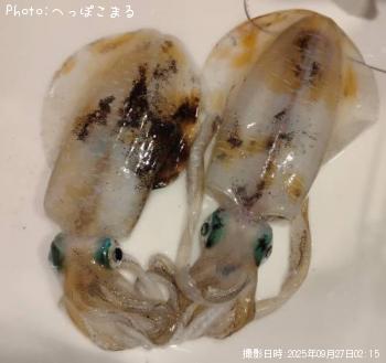 ¥¢¥ª¥ê¥¤¥«