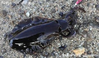 ¥¢¥ª¥ê¥¤¥«