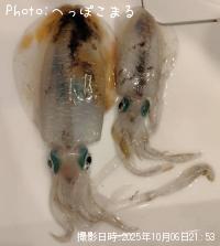 �����ꥤ��