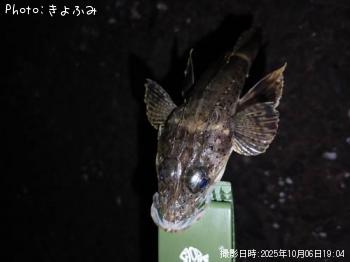 ��˥�����������