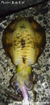 ¥¢¥ª¥ê¥¤¥«