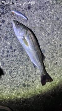 �����Х�