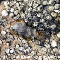 �����ꥤ��