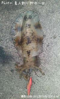 ¥¢¥ª¥ê¥¤¥«