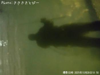 シーバス