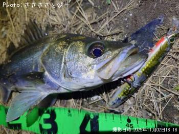 �����Х�