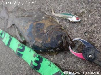 ヒラメ