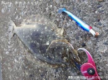 �ҥ��������