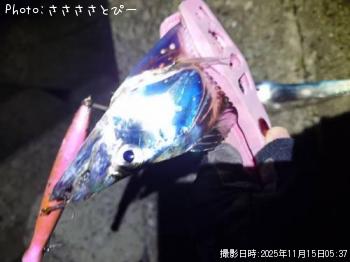 �ҥ��������