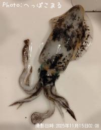 ¥¢¥ª¥ê¥¤¥«