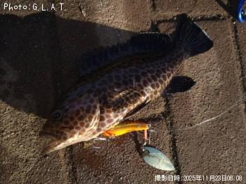 ¥ª¥ª¥â¥ó¥Ï¥¿