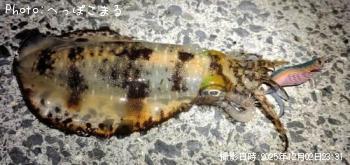 ¥¢¥ª¥ê¥¤¥«