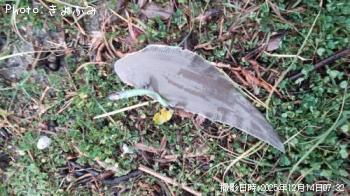 ¥·¥¿¥Ó¥é¥á