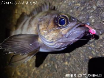 ��Х��������