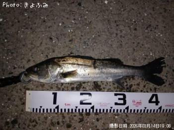 �����Х�