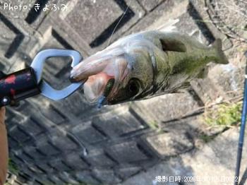 �����Х�