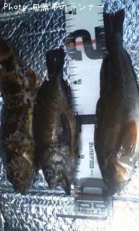 �����ʥ�