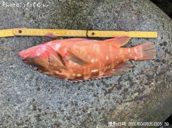 �����ϥ�