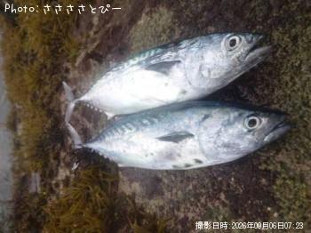 ���ޥ��ĥ�