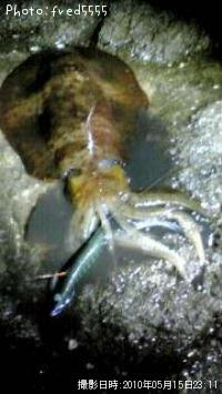 ¥¢¥ª¥ê¥¤¥«