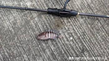 �ޥϥ�