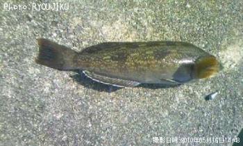 �����ʥ�