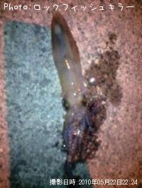 ¥¤¥«¤Á¤ã¤ó