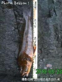 �����ʥ�