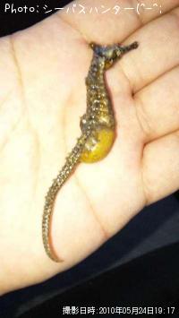 ���ĥΥ��ȥ���