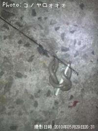 ���ʥ���