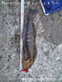 �����ʤ�