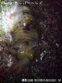 �����ꥤ��