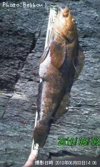 �����ʥ�