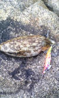 ¥â¥ó¥´¥¦¥¤¥«