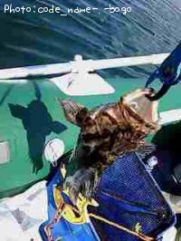 �٥å�������