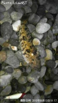 �����ʥ�