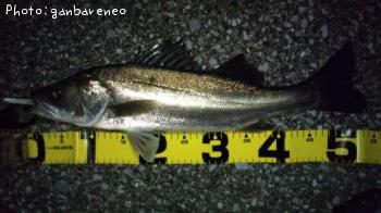 �����Х�