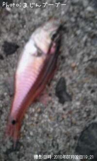 �ͥ�֥ĥ���