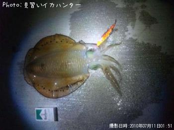 ¥¢¥ª¥ê¥¤¥«