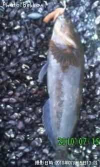 �����ʥ�