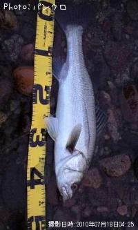 �����Х�