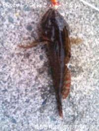 ���������֤�����