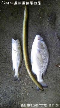 ¡Ê¾®¡Ë¥¹¥º¥¡Ê¾®¡Ë¥¯¥í¥À¥¤¡Ê¾®¡Ë¥¦¥Ê¥®¡Ê¾Ð¡Ë