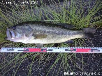 ブラックバス