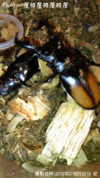 ¥¯¥ï¥¬¥¿¡Ê¾Ð¡Ë