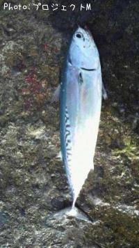 �ޥ륽����