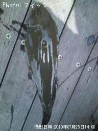 �����������ӥ��