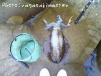 ¥¢¥ª¥ê¥¤¥«